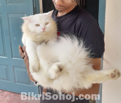 Persian cat(male)